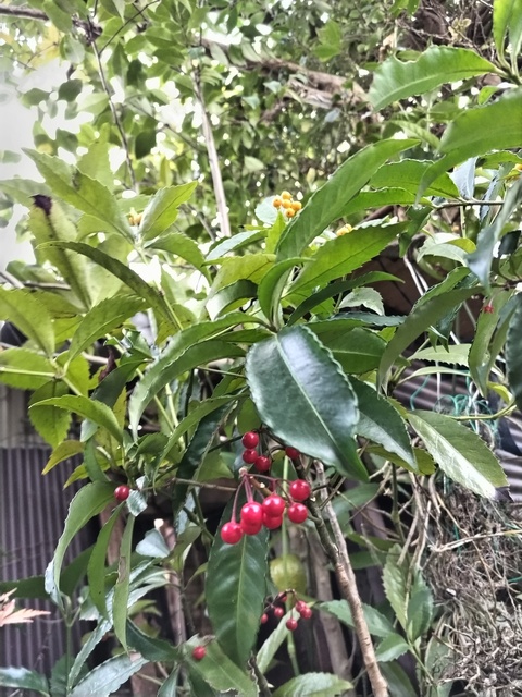 DSC_3023.JPG